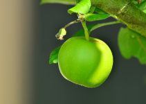 maçã verde propriedades