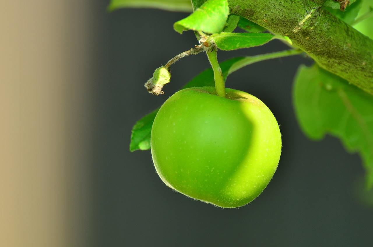 maçã verde propriedades
