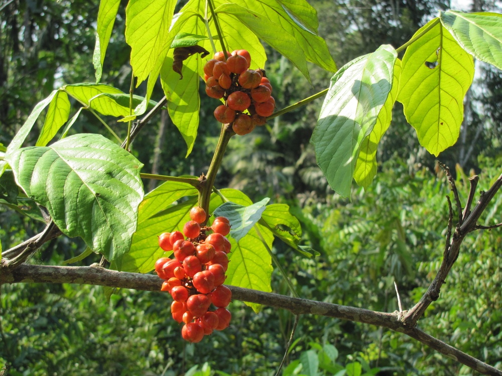 fruta guaraná